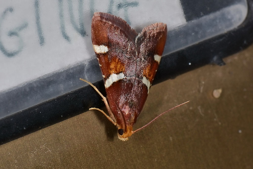 Sul campanello di casa - Pyralis regalis